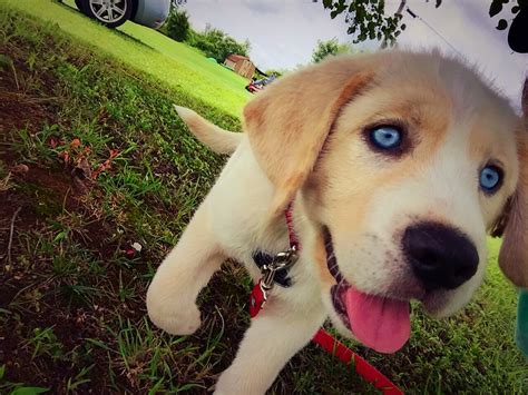 Kei Yellow Lab With Blue Eyes Mixed With Beaglehusky Blue Eyed Dog
