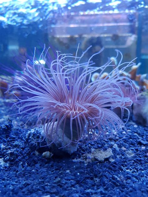 11 Types Of Sea Anemones To Add Movement To Marine Tanks