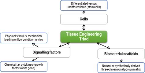 Figure 1 From Regeneration Of Human Body Parts Via Tissue Engineering