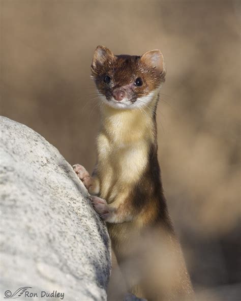 Close Encounter With A Long Tailed Weasel Feathered Photography