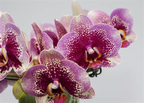 3840x2160 Wallpaper Phalaenopsis Purple Orchid Flower Purple Peakpx