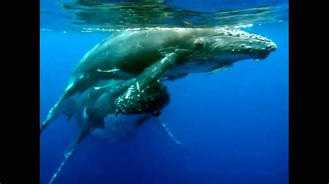 Close Up Humpback Whale Mum And Baby Youtube