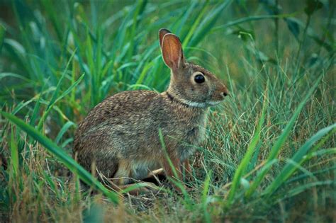 How Long Do Eastern Cottontail Rabbits Live