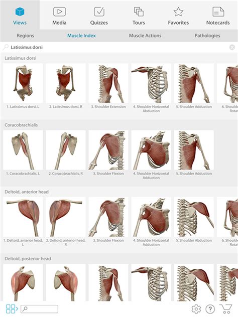 A Visual Guide To Muscle Terminology With Muscles And Kinesiology