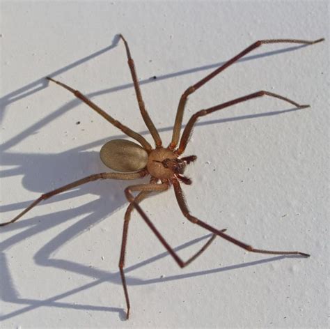 These Are The 10 Most Common House Spiders To Look Out For Common