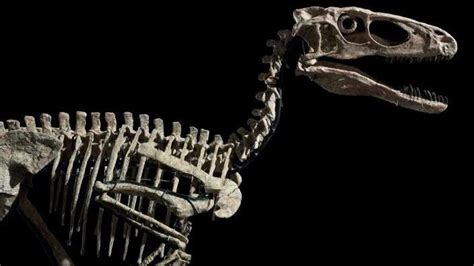 Hector The Velociraptor Skeleton That Inspired Jurassic Park Sold For 124 Million