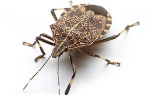 Are Stink Bugs Poisonous To Dogs Or Harmful Pet Care Advisors