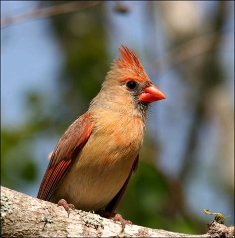 Suddenly, what originally seemed to be a female cardinal now. TrekNature | female cardinal Photo