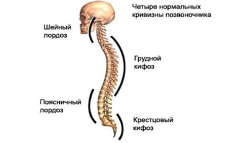 How To Cure And Correct The Curvature Of The Spine At Home Gymnastics
