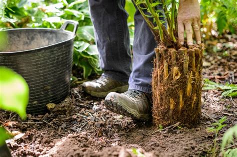 How To Grow Tree Ferns With Buying Advice Bbc Gardeners World Magazine