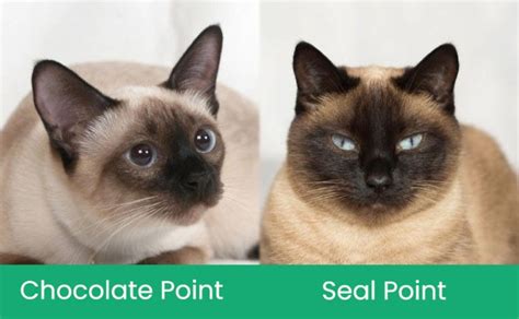 Chocolate Point Vs Seal Point Siamese Cat Breed Whats The Difference