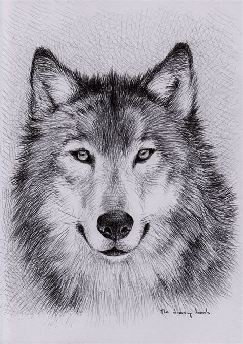 The video is in time lapse but at the beginning of the vid you will see how i draft out the basic shape of a wolfs face and then start. Free Wolf Drawings, Download Free Clip Art, Free Clip Art ...