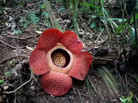 Rafflesia Arnoldii The Worlds Biggest Flower The Agriculture News
