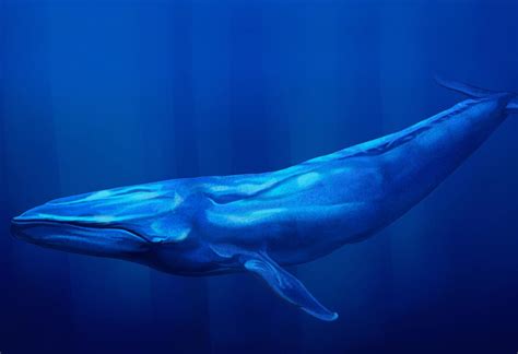 Amazing And Interesting Blue Whale Facts For Kids