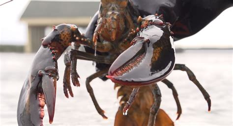 Nova Scotias Third Largest Lobster Fishery Finishes Decent Season