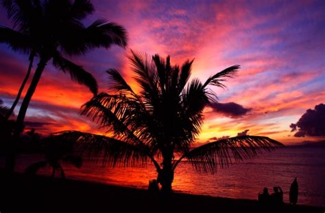 Maui Hawaii Pacific Ocean Palm Tree Sunset Beach Scenic Stock Photo