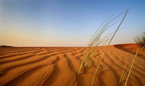 Discover the Secrets of the Arabian Desert - Trip and Travel Blog
