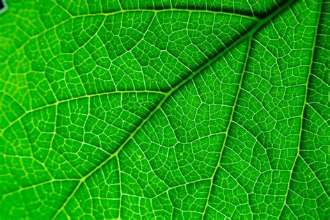 Texture Of A Leaf Pixahive
