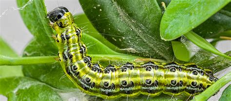 Box Tree Caterpillar Tops The List Of Garden Pests Ashwood Nurseries