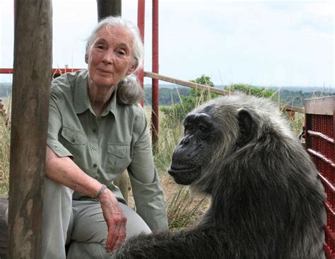 Jane Goodall Has Lived Her Dream Saving Wild Chimps Lifestyle News