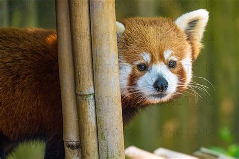 Red Panda Ailurus Fulgens Refulgens At Zoo Atlanta In Atlanta