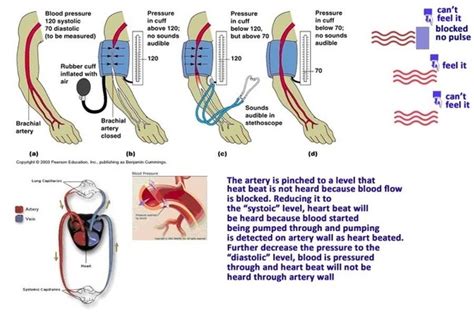 Meeting your blood glucose targets during pregnancy is important for your and your baby's health. How does a blood pressure machine work? - Quora