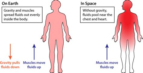 Dehydration In Space Ask A Biologist