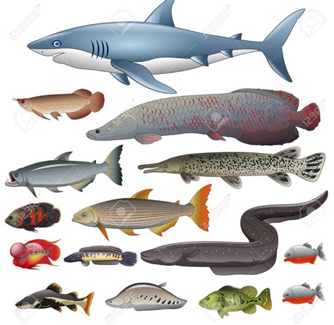 Classification of fishes