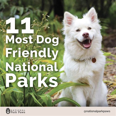 11 of the most dog friendly national parks in America | Dog friends