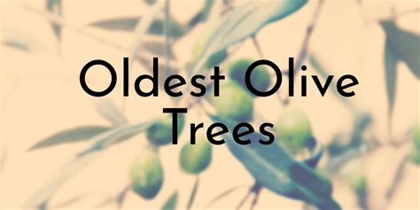 8 Oldest Olive Trees In History