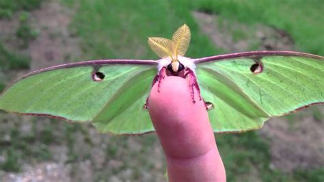 Petting the luna moth, actias luna. Actias Luna Moth - Green Lunar Moth - YouTube