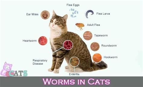 The cat will be doing something normal, like sleeping, sitting, or walking, and then suddenly they will start moving in a repeated, twitching way. Types of Worms in Cats: Symptoms and Helminth Treatments ...