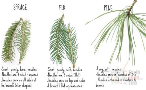 Conifer Leaves Identification