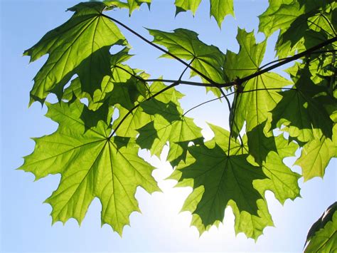 Black spots and discoloration on leaves. Maple Tree Varieties: Information About Maple Tree ...