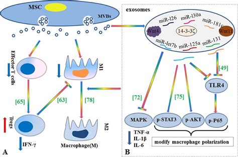 Msc Exosome A Novel Cell Free Therapy For Cutaneous Regeneration