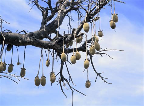 The Baobab: Fun Facts About Africa's Tree of Life