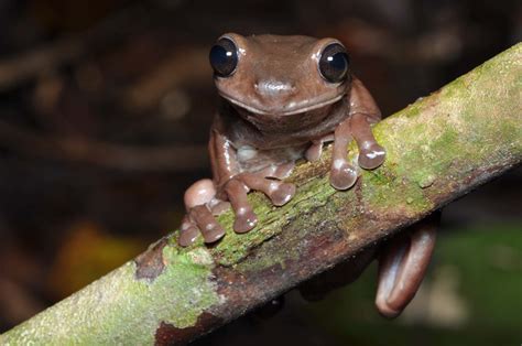 Adorable Chocolate Frog Discovered In Crocodile Infested Swamp Live