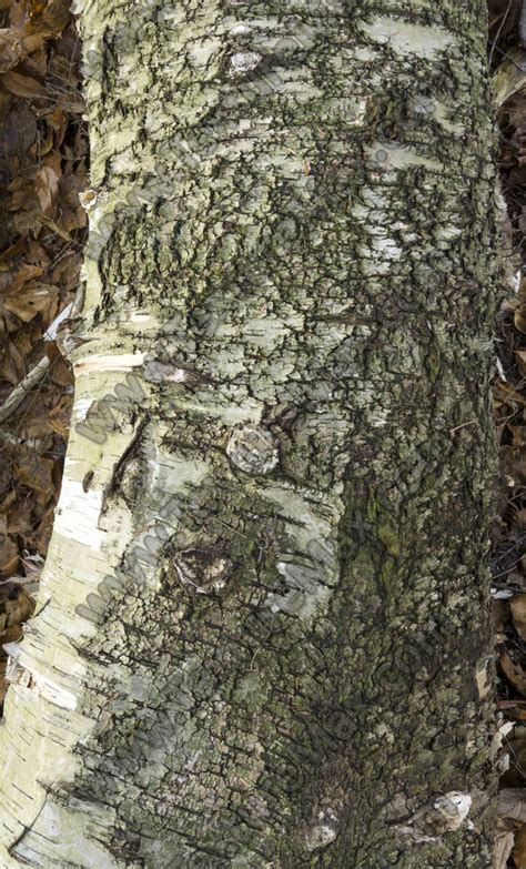 Smooth Tree Bark 0027 Texturemax