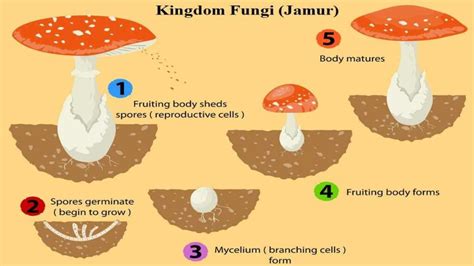 Ciri Kingdom Fungi Dari Cara Reproduksi Hingga Perannya Di Kehidupan