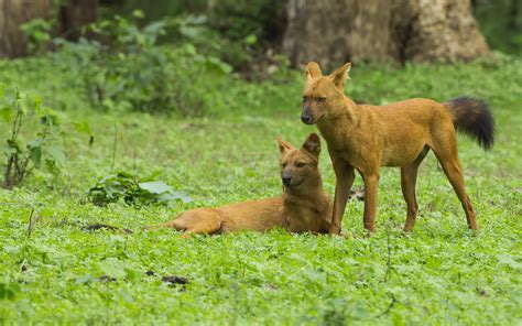 Dhole Asiatic Wild Dog Cuon Alpinus Image Only