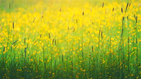 Yellow Flowers Meadow 1920x1080 Wallpapers