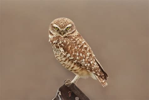 Burrowing Owl Birdwatching