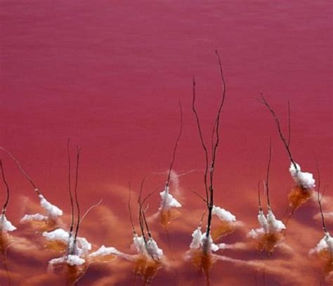 French Camargue Blood Red Lake Natural Phenomenon Wander Lord