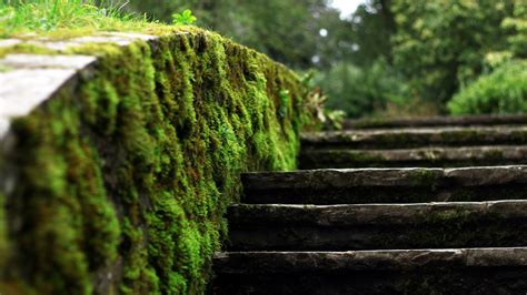 Closeup Photo Of Moss On Side Of Concrete Stairs Hd Wallpaper