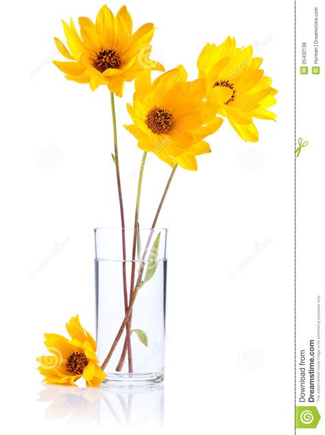 Fresh Yellow Flowers In Glass Water Isolated Stock Photo Image Of