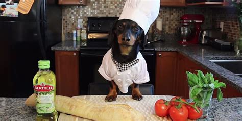 3 Home Food Recipes That You Could Make For Your Dog Pet Like That Blog