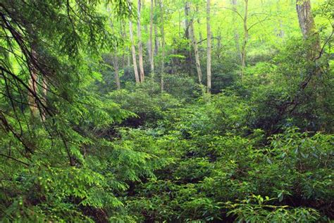 Free Images Tree Creek Swamp Wilderness Hiking Trail Summer