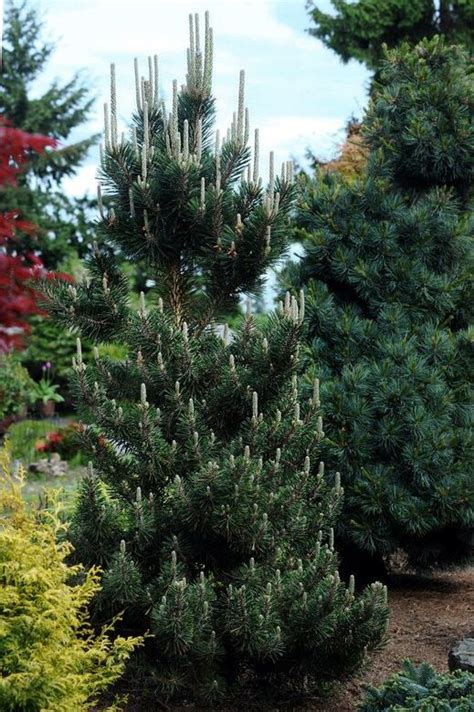 Pinus Thunbergii Koto Buki Japanese Black Pine In 2021 Japanese