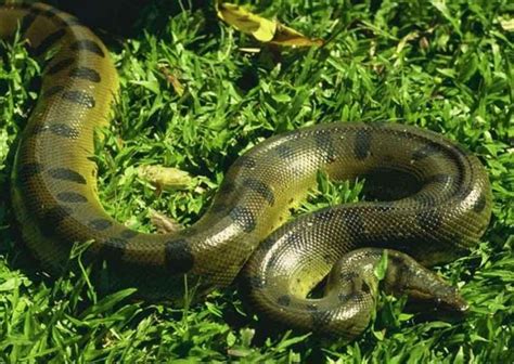 Green Anaconda Facts And Pictures Reptile Fact