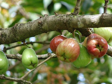 If yes, what spectacular things about this fruit do you actually know about? Malay Apple facts and health benefits
